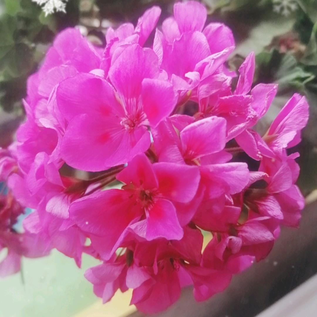 🌹🌹追梦❤️❤️❤️