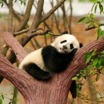 上树房的喵