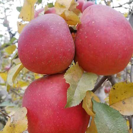 დ᭄ꦿ辰꧔ꦿ℘⸙