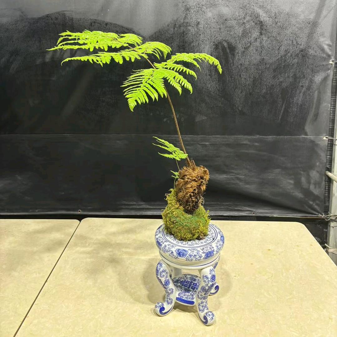 福气蕨缘