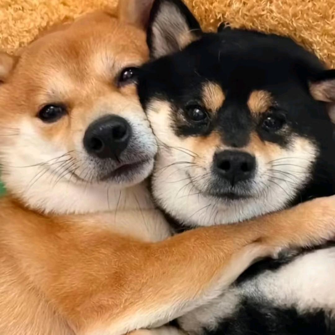 no斤(嘉祺阿源不扶贫贺峻霖版)