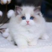 美美布偶猫