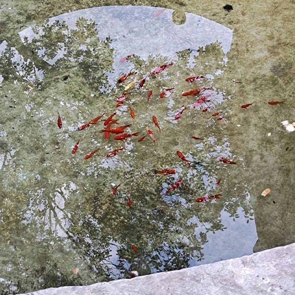 浓的爱不如淡的茶
