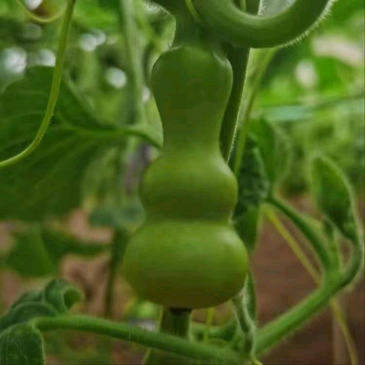 一香钟情葫芦