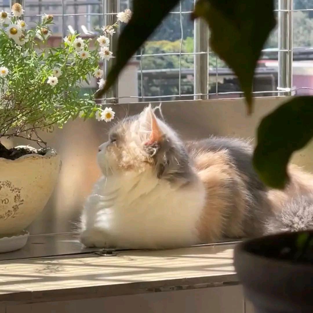 芝士农场–无念♛