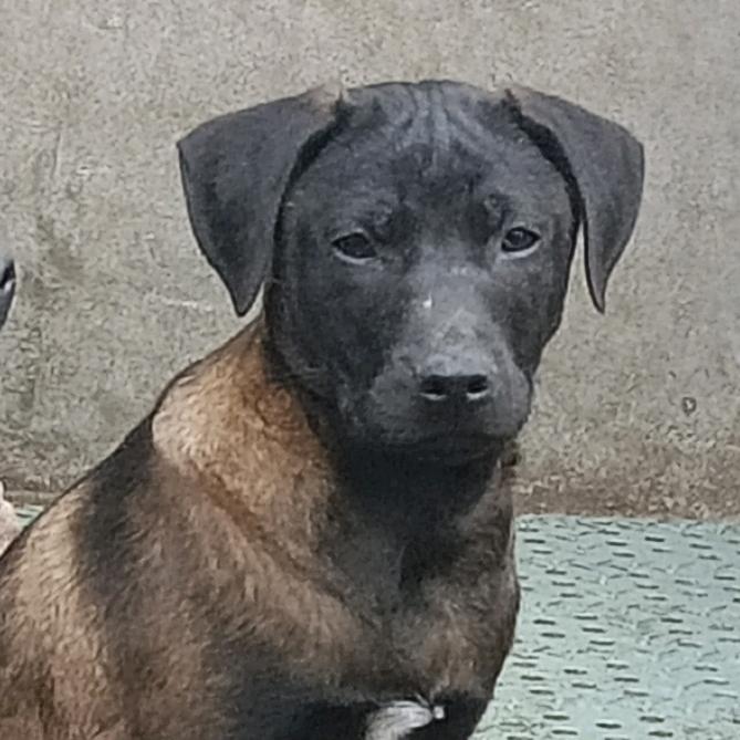 福金青川犬保种基地