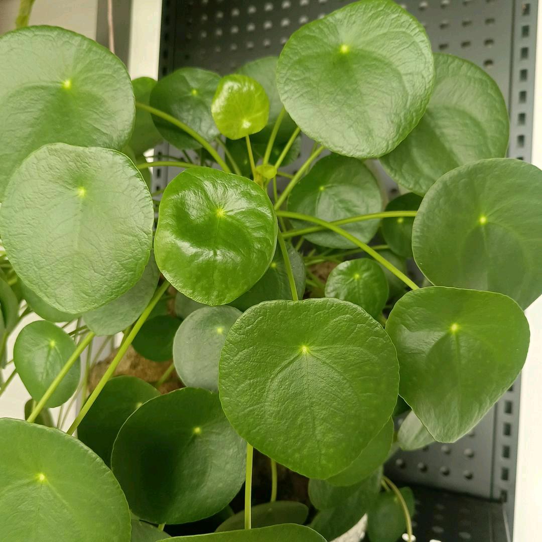 丽