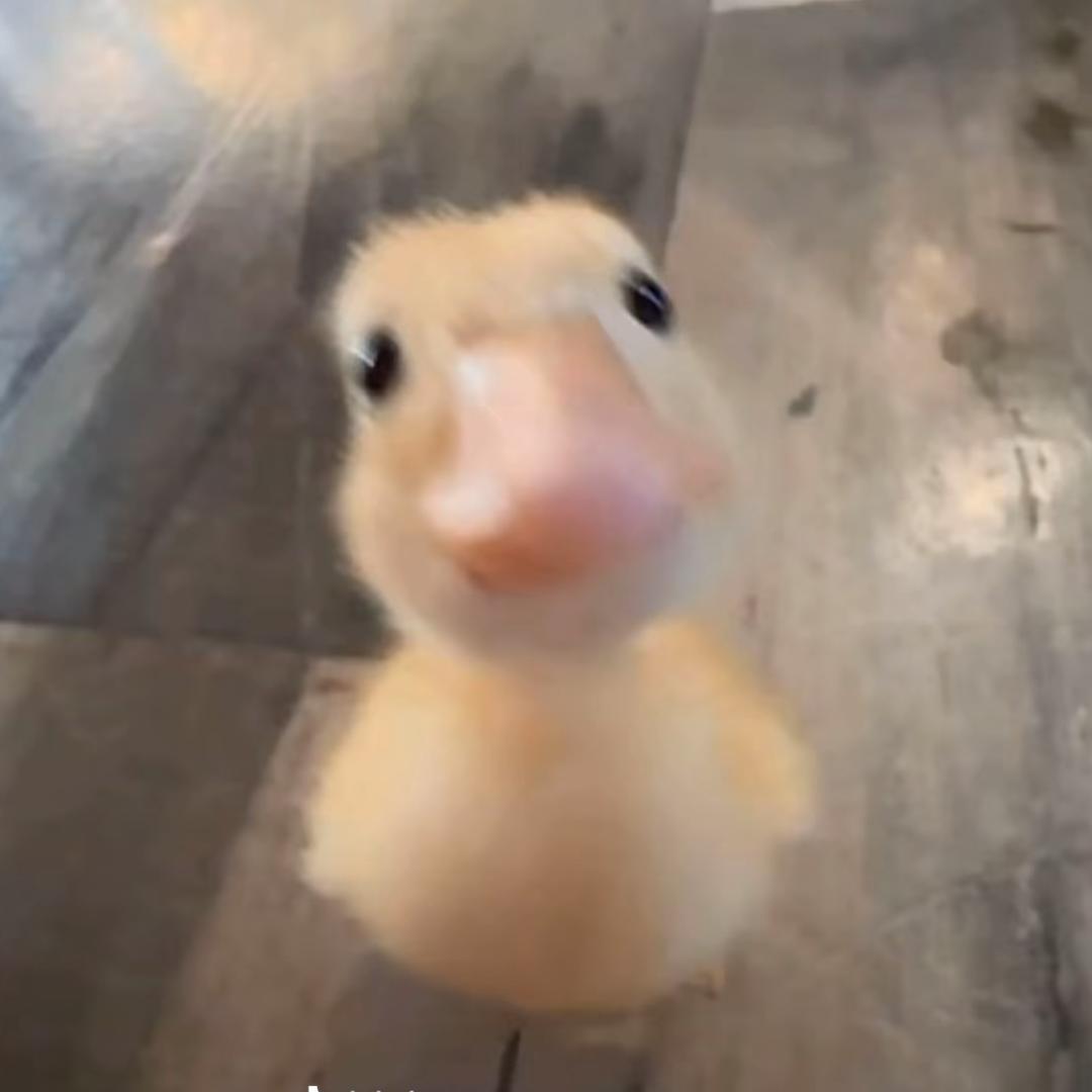 鸭大人