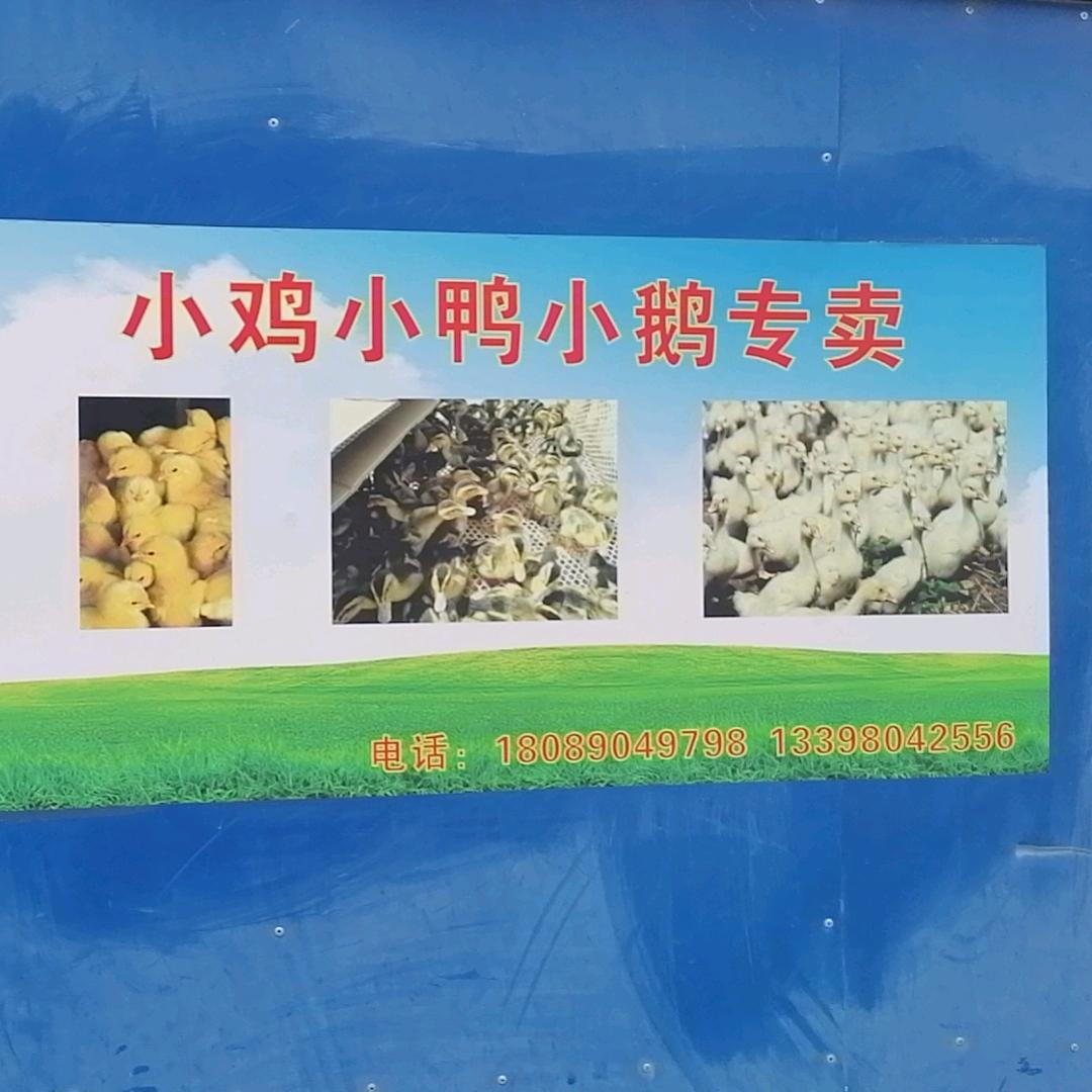 @林芝饲料、小鸡鸭鹅批发
