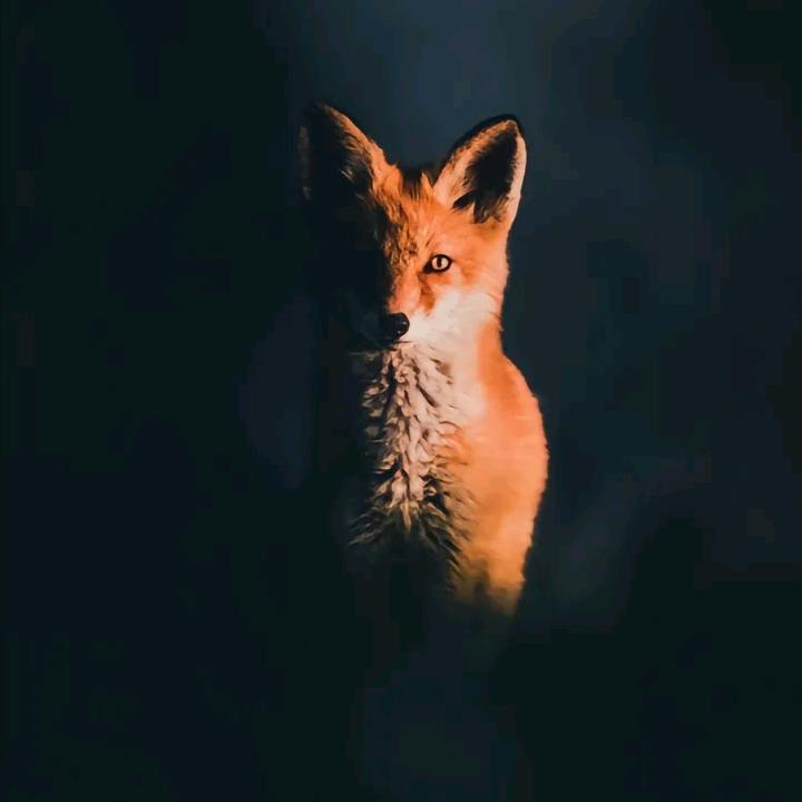 狐狸哥（vocalist）