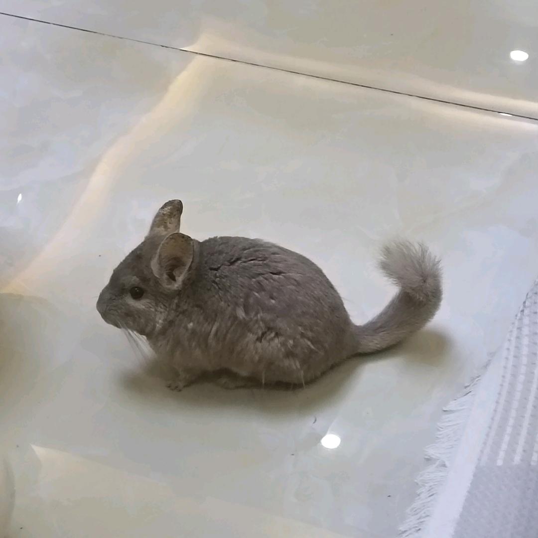 细闯哥