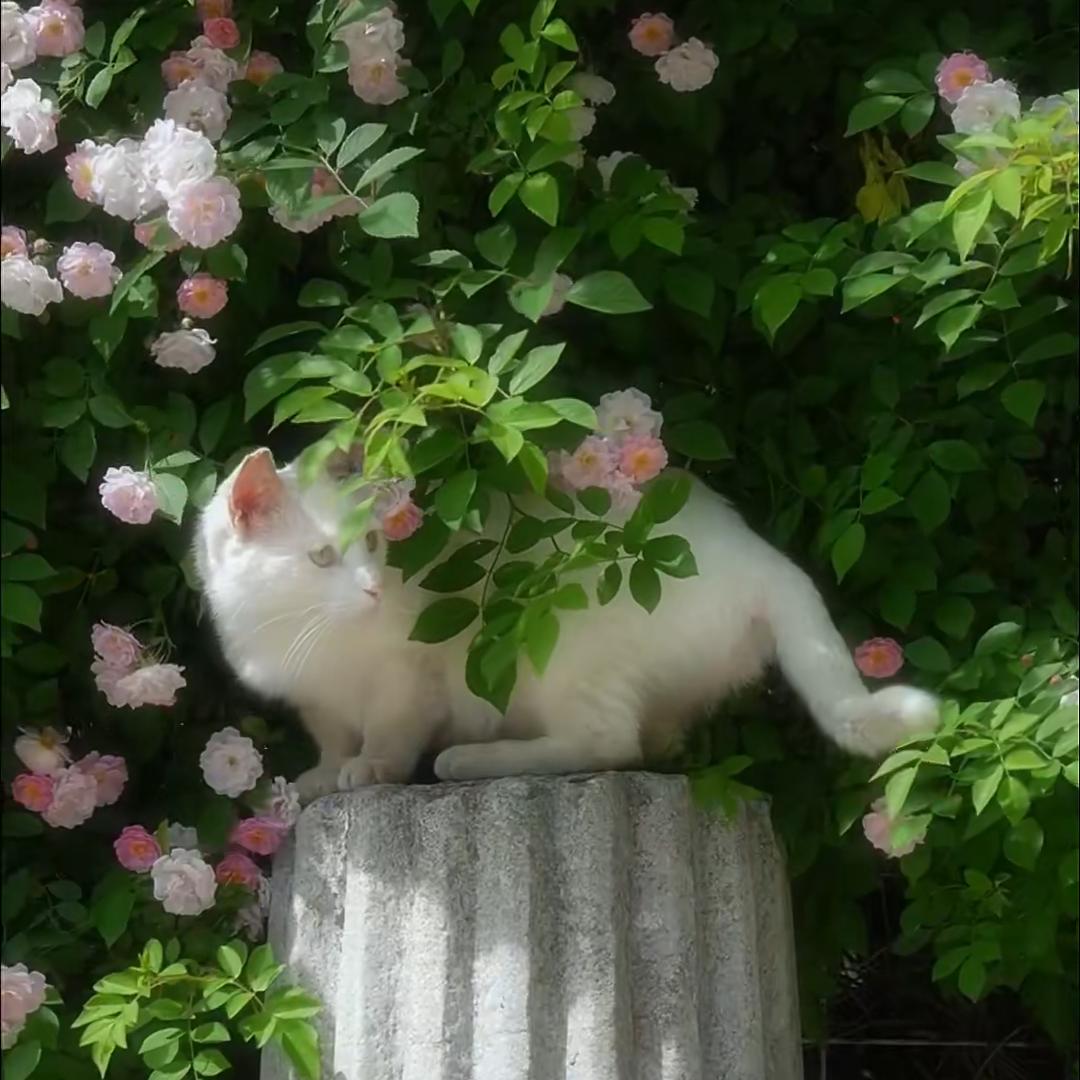 诏禾/ᐠ｡ꞈ｡ᐟ