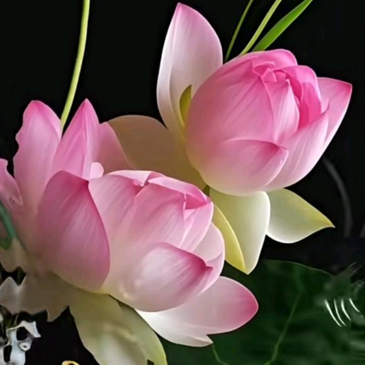 @✨一抹清风醉红尘💫