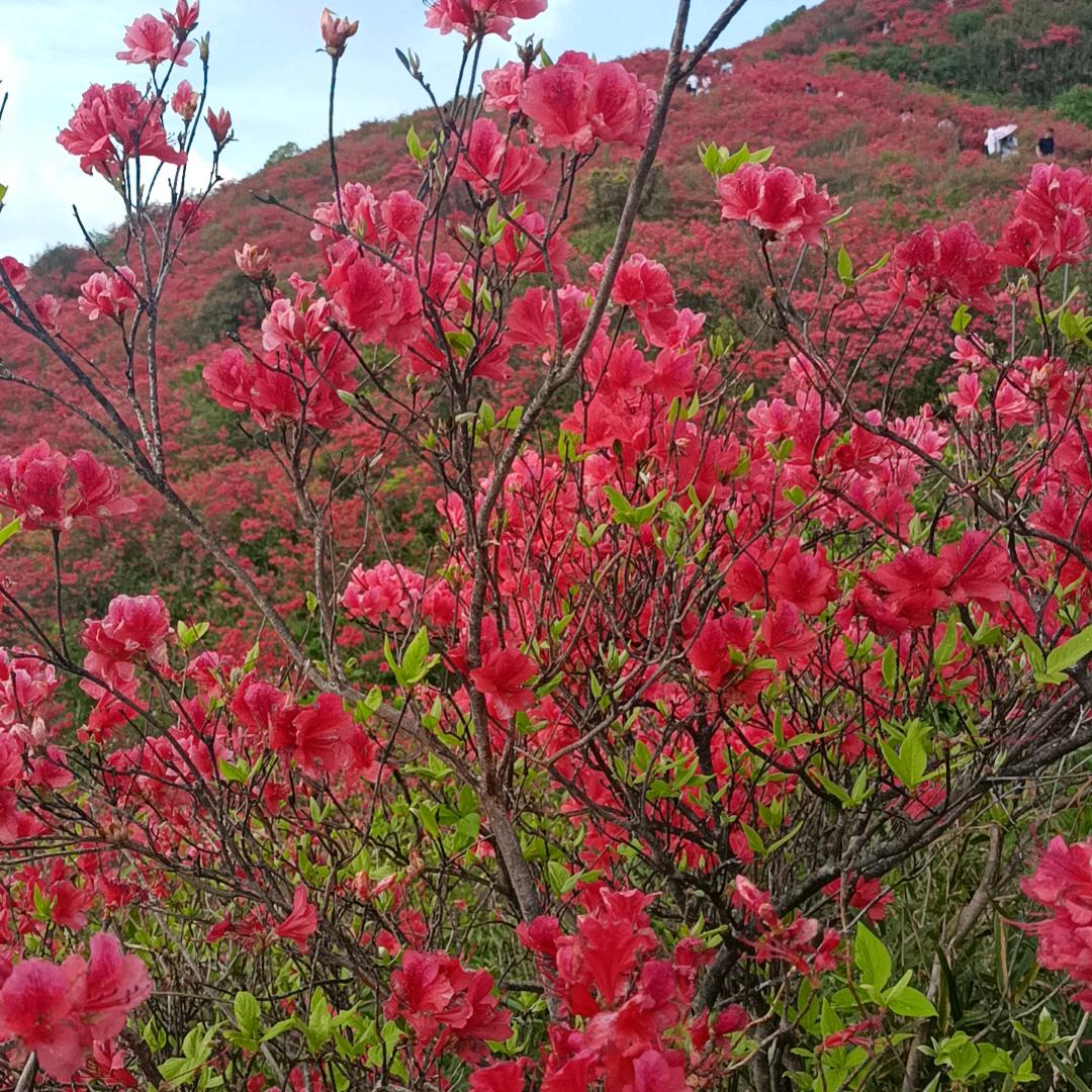虾米