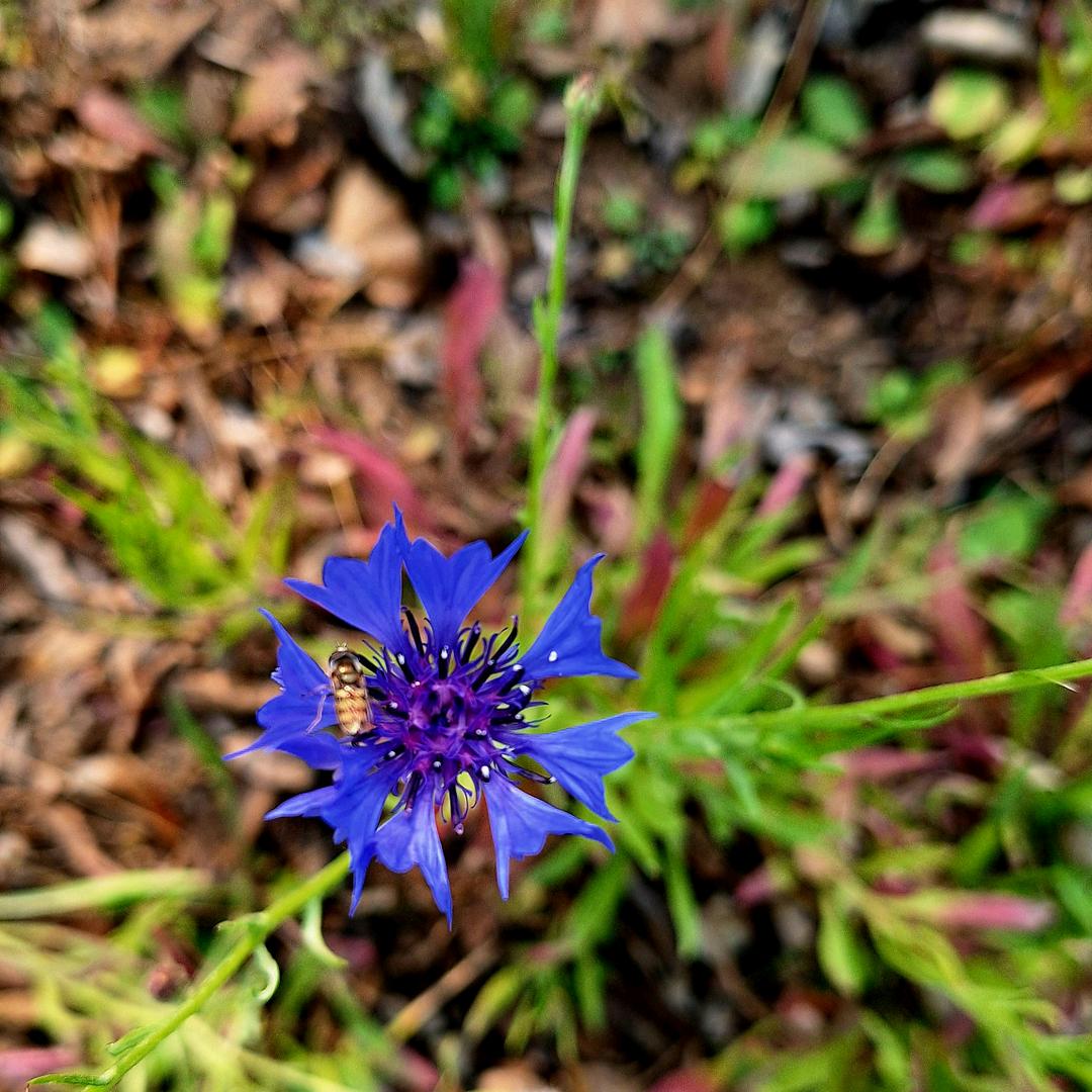 瓜子不饱是人心