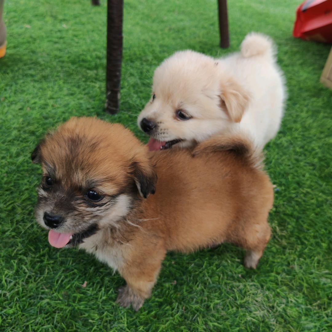 南瓜妈妈🎃和小旺财