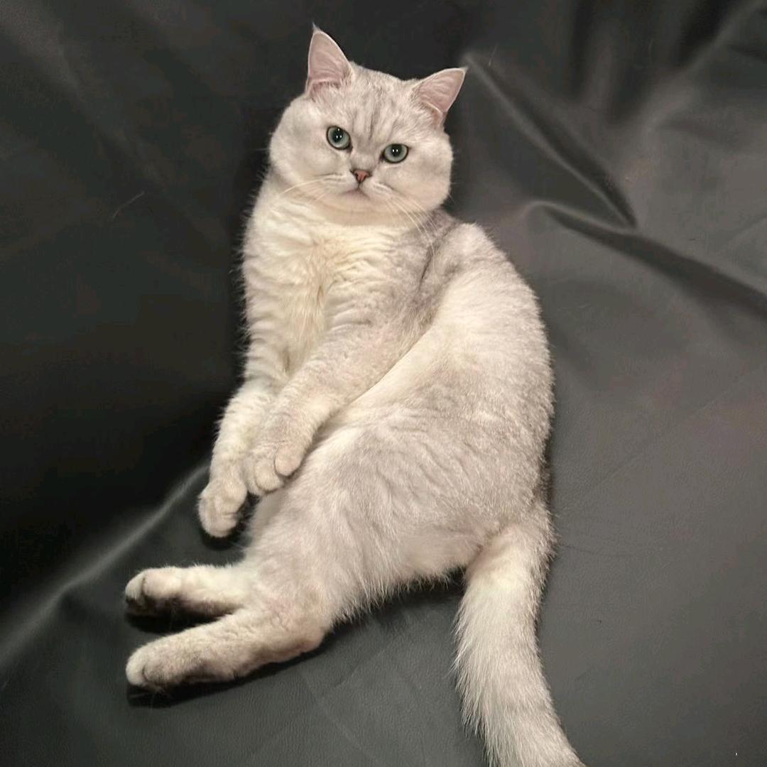 一只猫叫四喜