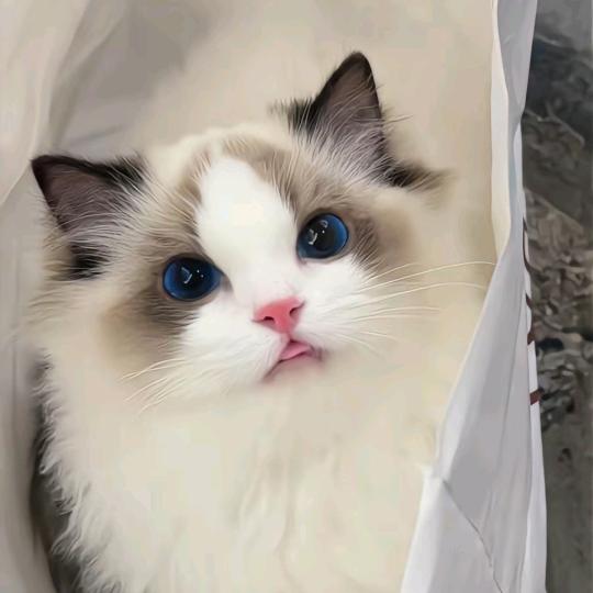 山东珞然宠物用品店