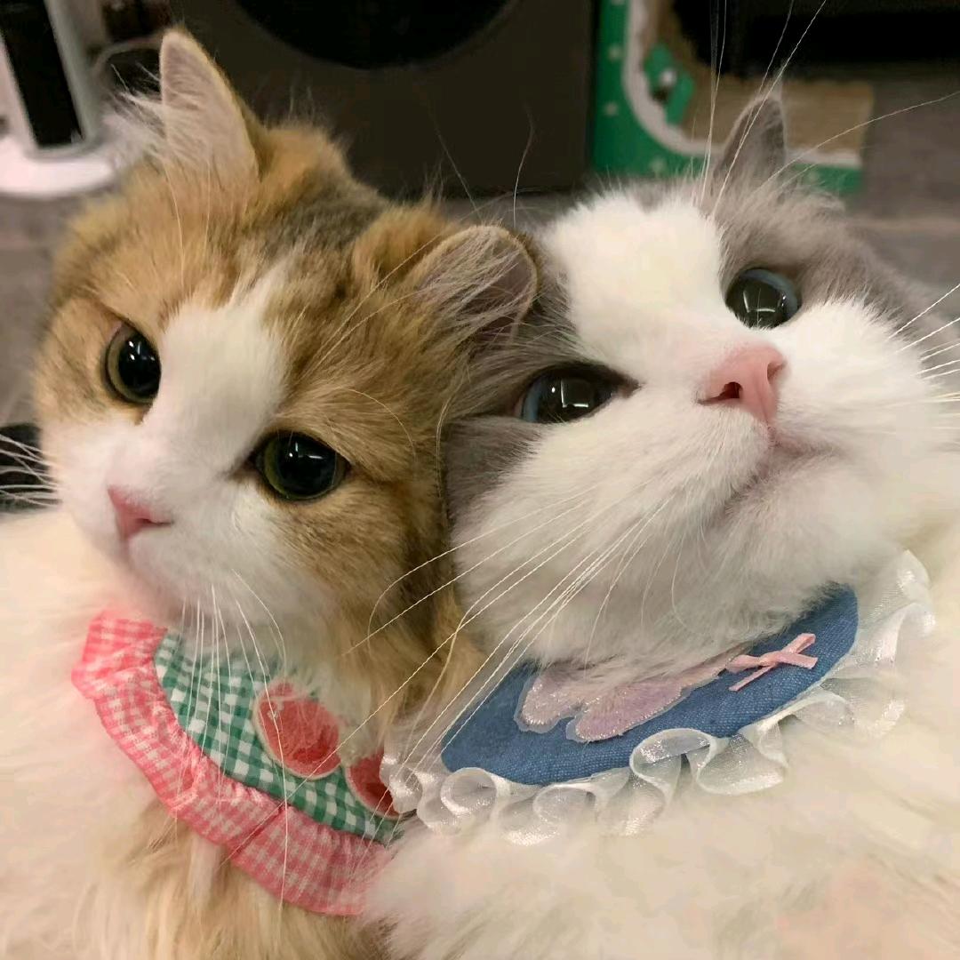 PantaQ·小猫 🫧（强风吹拂版）