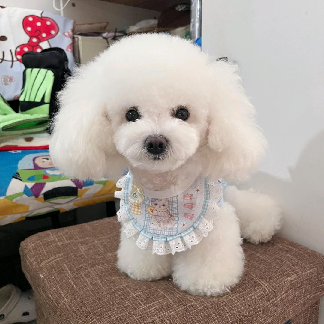 两只小b熊