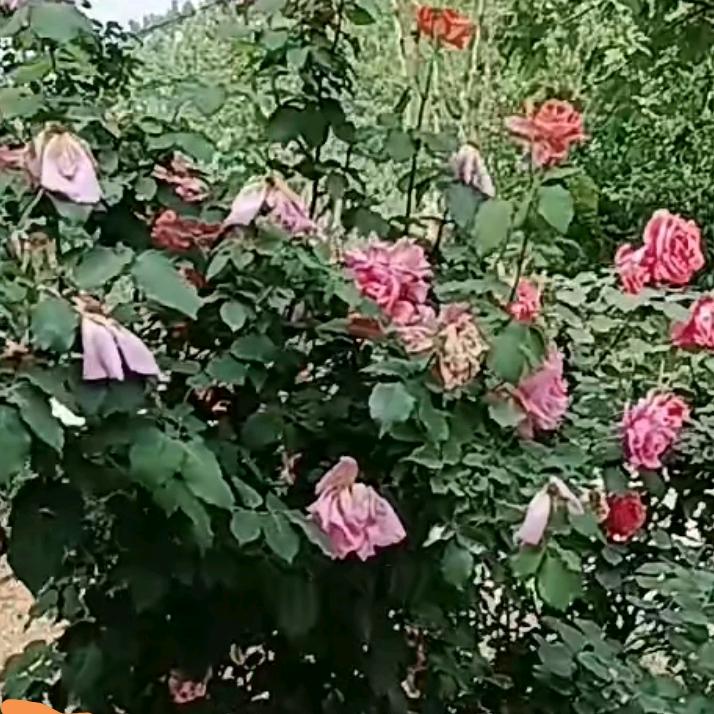 徐三姐🌹🌹