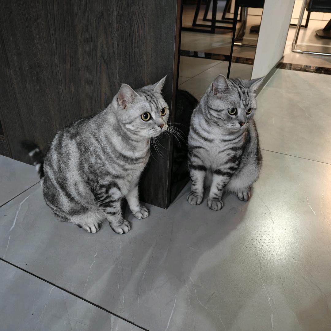 阳洋