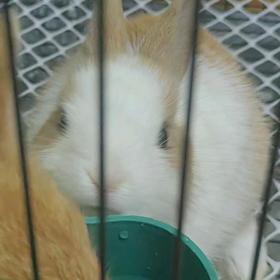 江暮