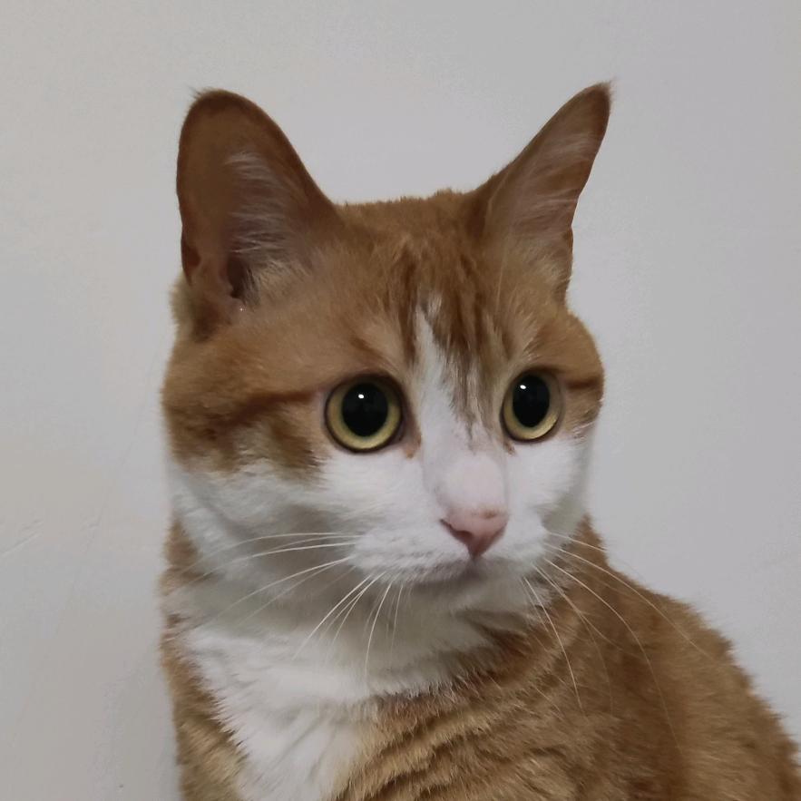 老炮