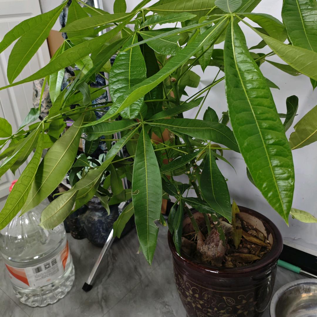 陳新才家和事順，平安喜樂