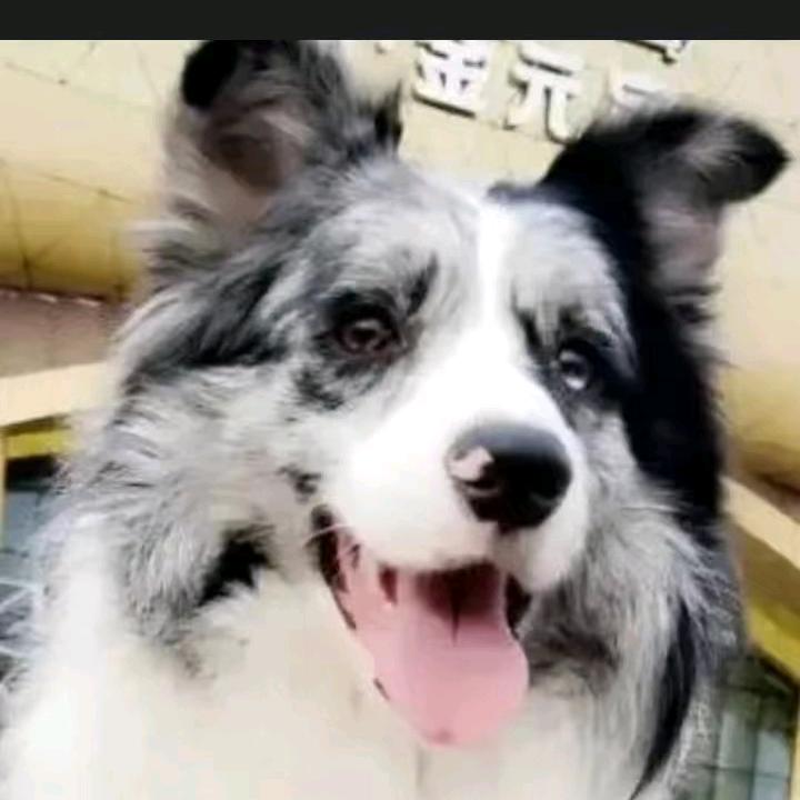 小单萌宠