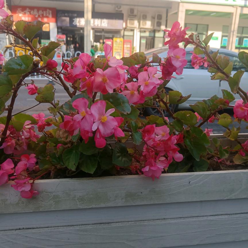 ༄༊࿆莉莉ོྂཾ࿆࿐