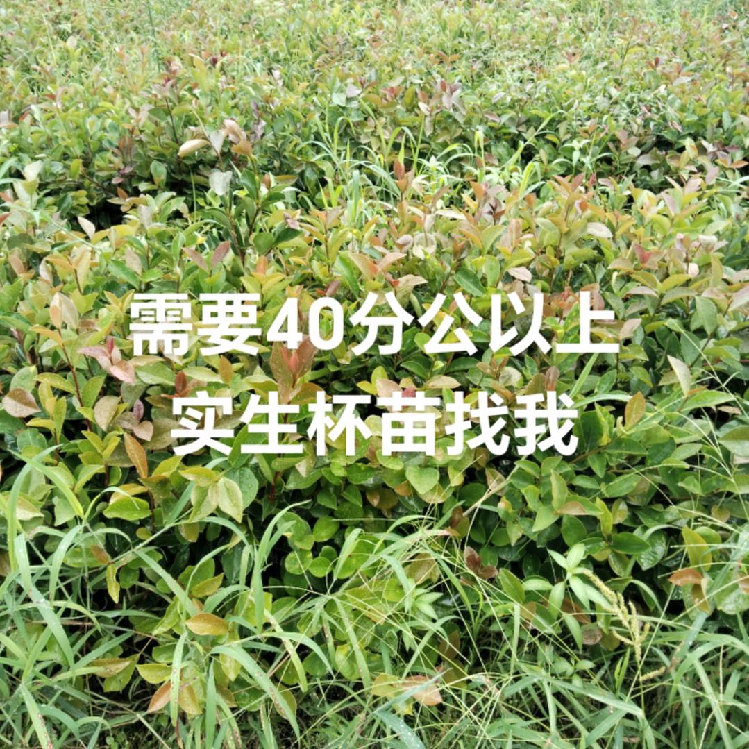 江平油茶苗