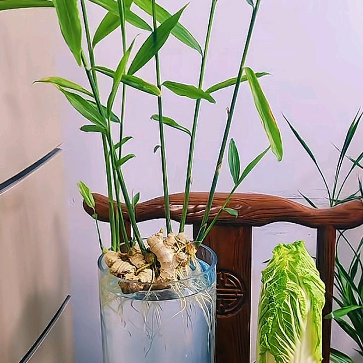 相爱百年