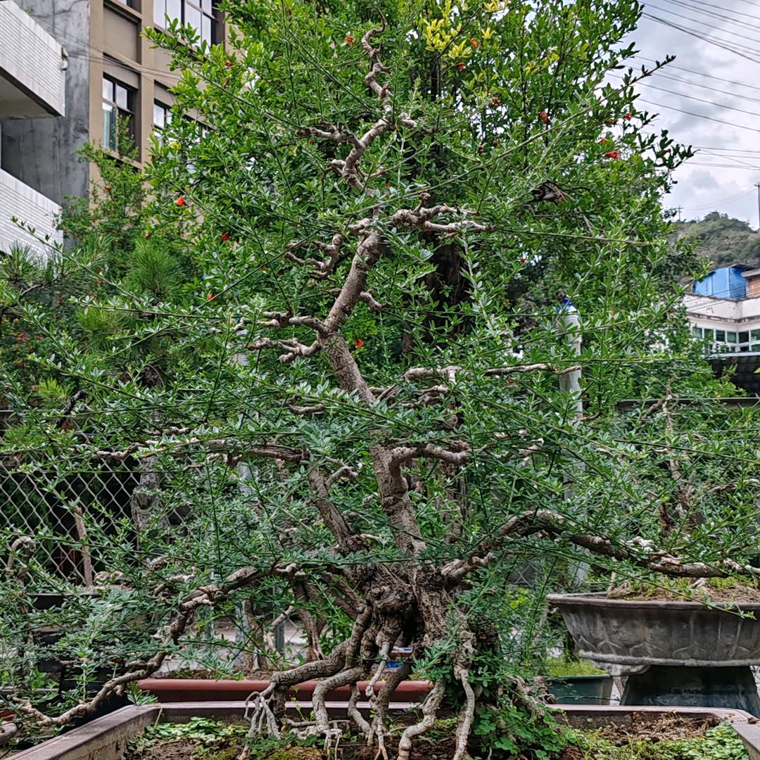 淡然甘小  小赵