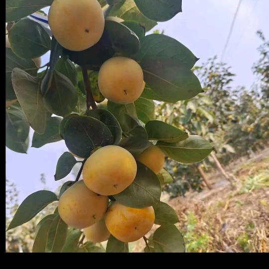 愚舍家庭农场