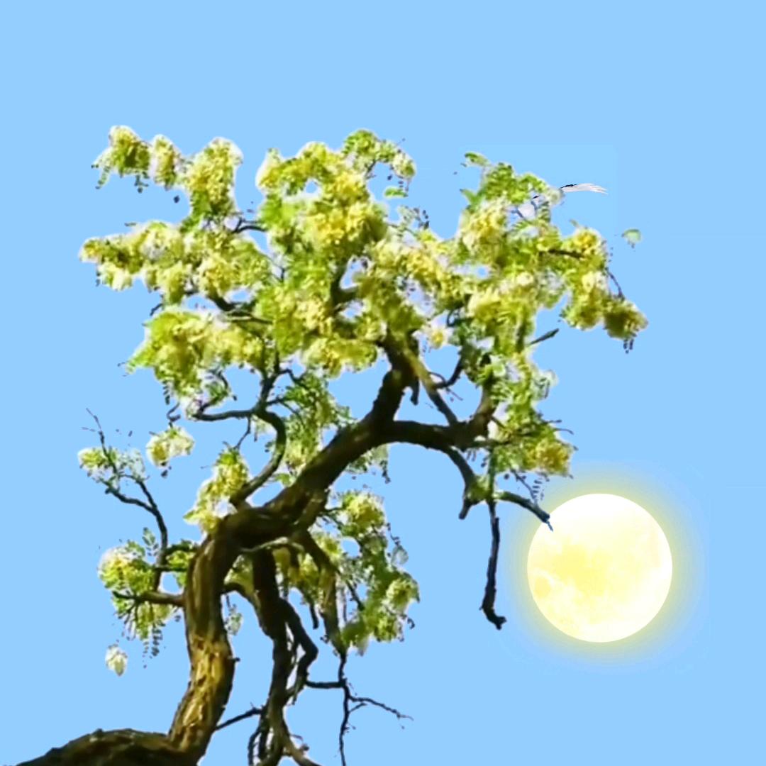 星辰月