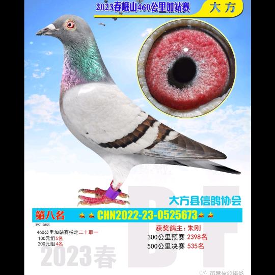 大方骞翔信鸽俱乐部