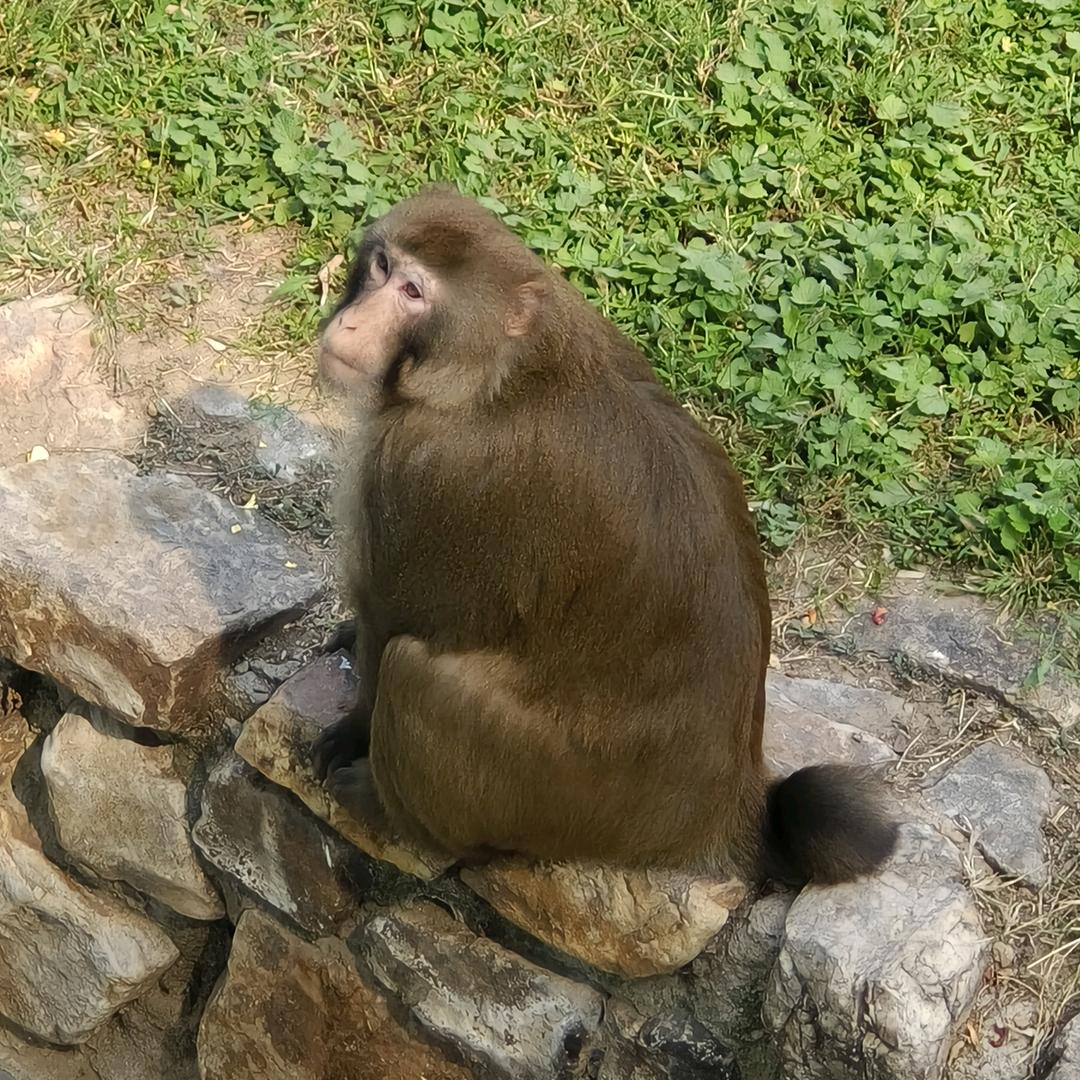 沉思母猩猩