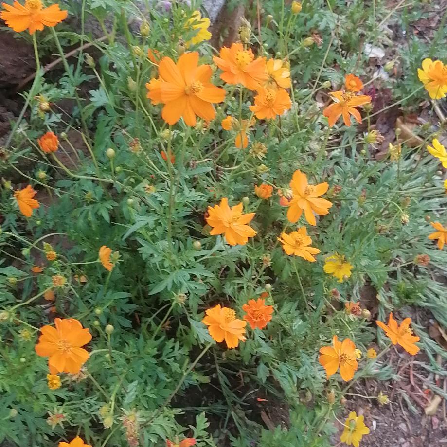 真的很真实……