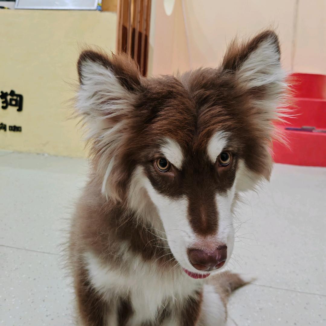 let's狗（嘉祥银泰广场店）官方号