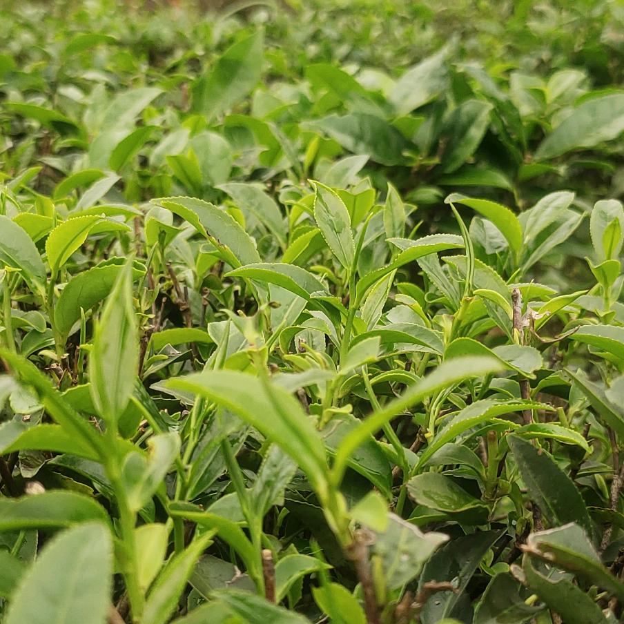 茶道
