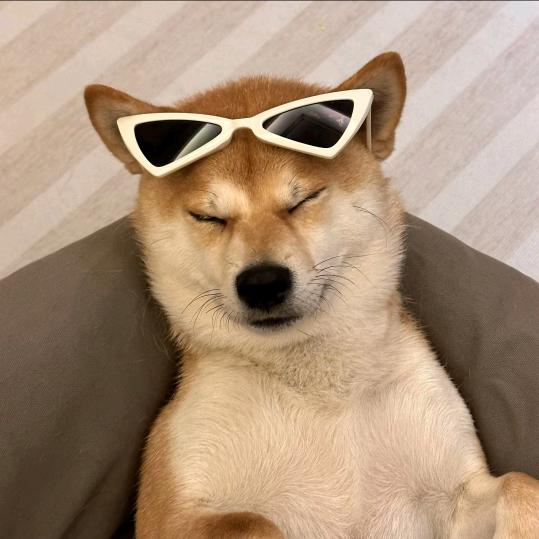 哦莫是小熊猫