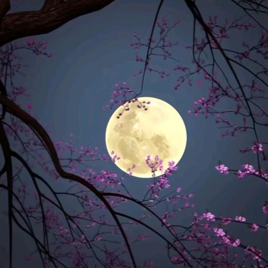 见花不见叶
