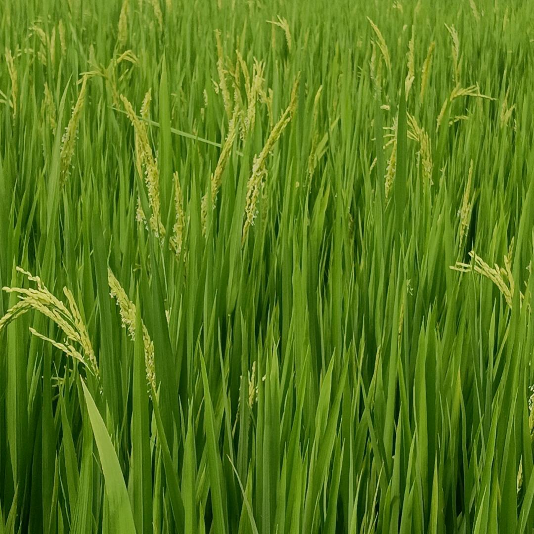 三生三世…十里桃花