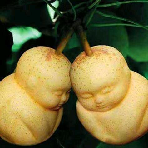 开心哥