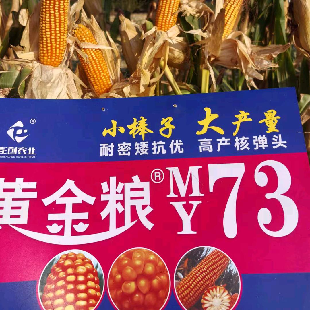 官会王领金正大农资店