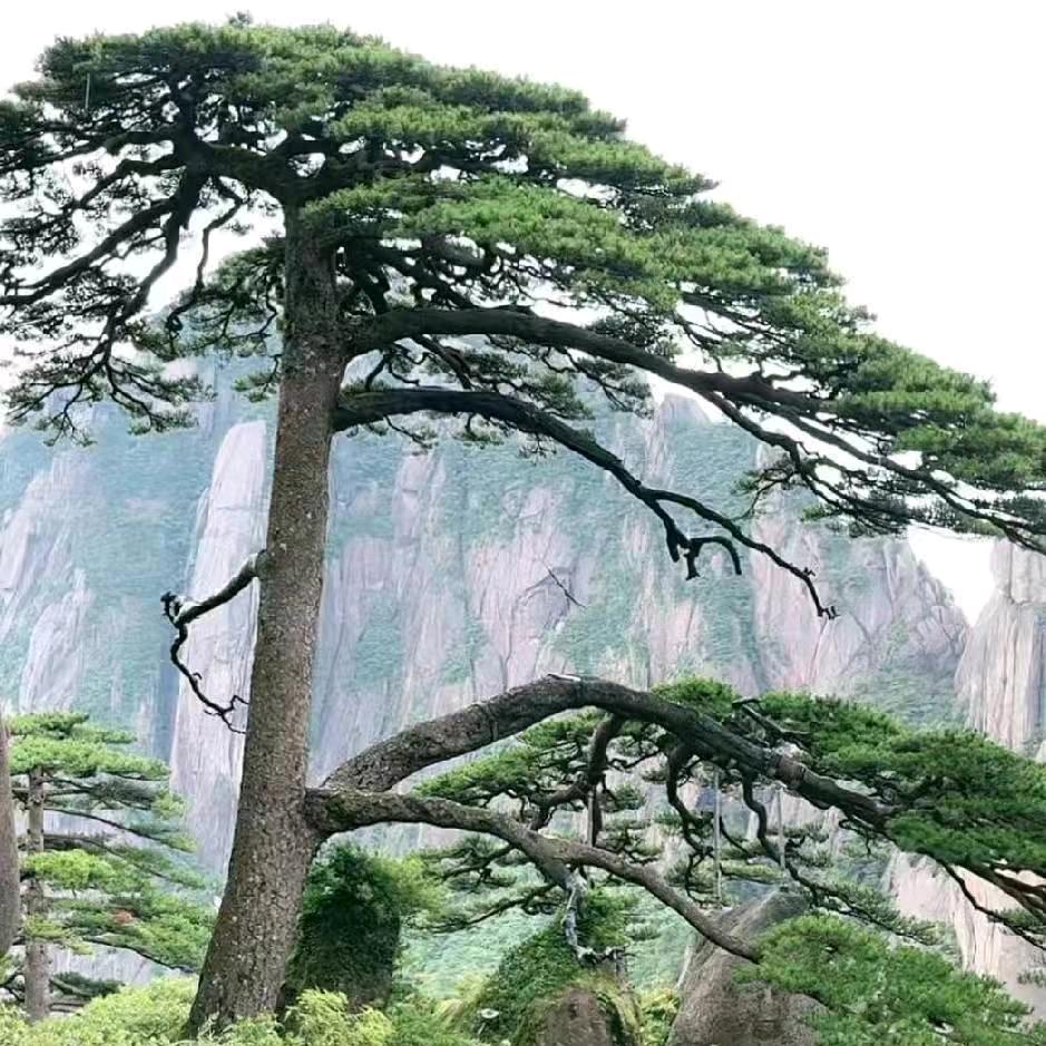 米菊