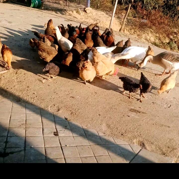 散养土鸡土鸡蛋