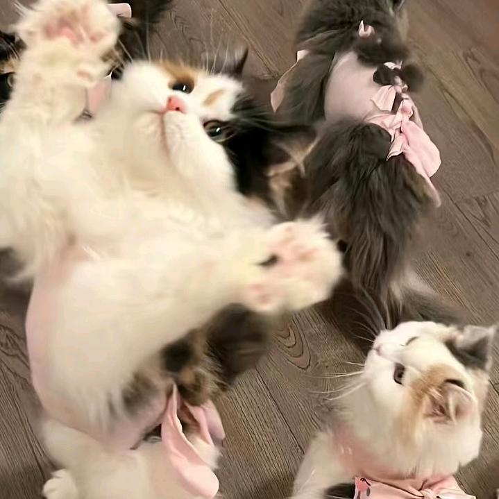 猫猫大侠来也