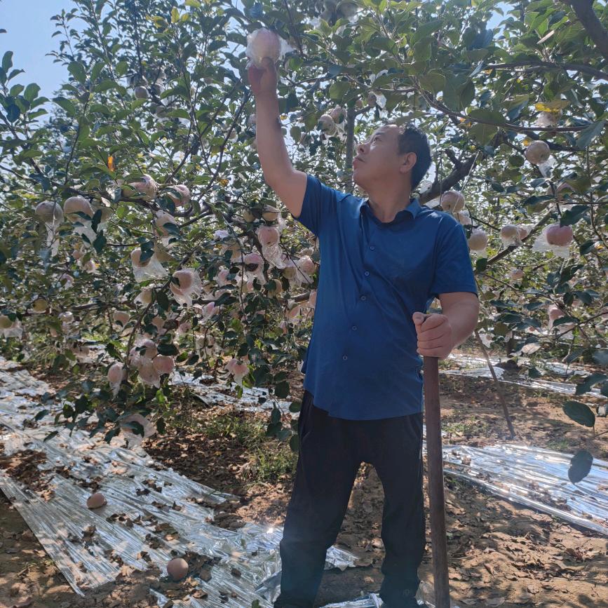 颂杨柳